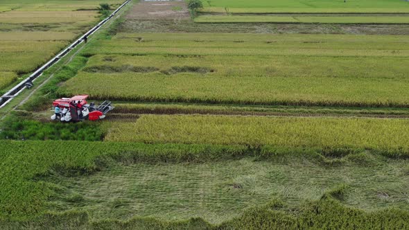 Combines harvester harvesting rice on a bright day. Cutting rice. Rice harvesting by the combine.