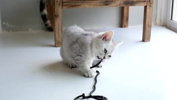 Cute Scottish Kitten Playing Rope On White Floor