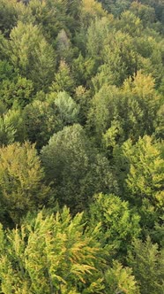 Aerial View of Trees in the Forest