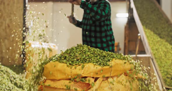 A Hops Plantation Worker Shovels the Dried Hop Cones Into a Transport Bag