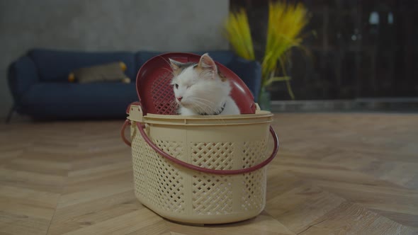 Cute One Eyed Fluffy Cat Meowing for Attention