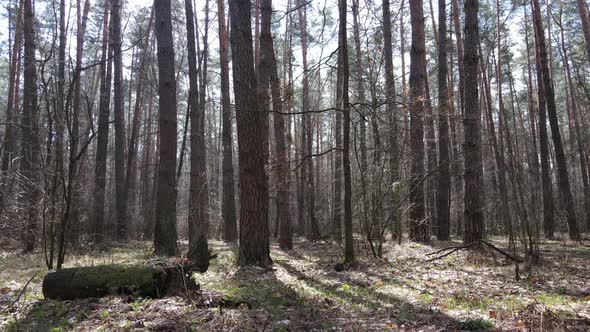 Forest Landscape Aerial View Slow Motion