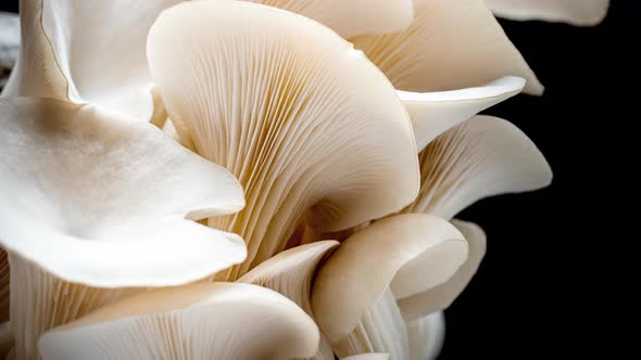 Time Lapse of Oyster Mushrooms