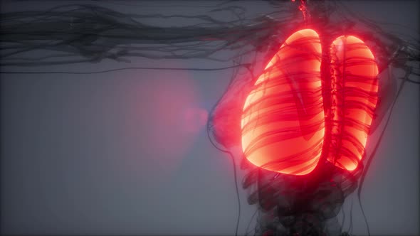 Human Lungs Radiology Exam alt