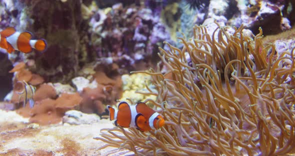 Topical Saltwater Fish Clownfish Anemonefish