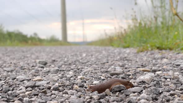 A black, brown slug creeps from the left side to the right and exits the frame, very fast, time laps