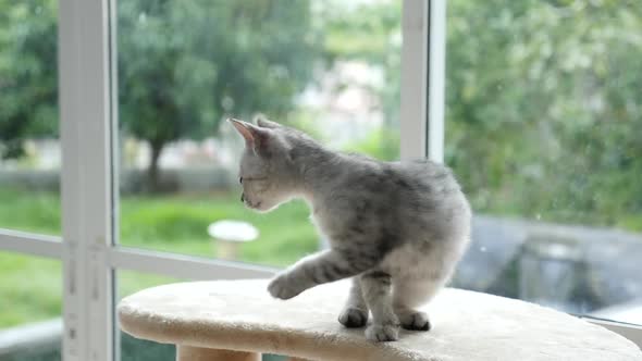 Cute Cat Sitting On Cat Tower Slow Motion