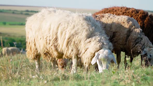 Herd sheep standing and graze in field. Agriculture and cattle breeding. Slow motion