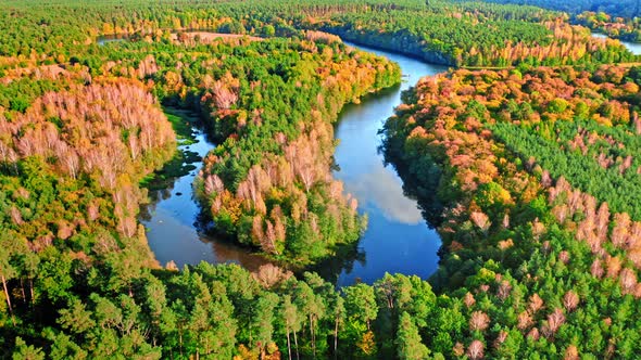 Aerial view of wildlife. River and forest in autumn.