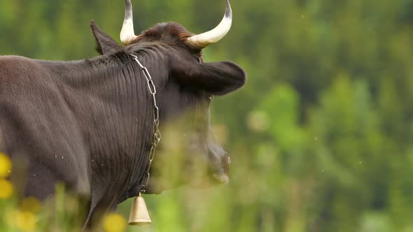 Cows, Funny Cow Chews. The Animal Is Looking at the Camera, Closeup. 