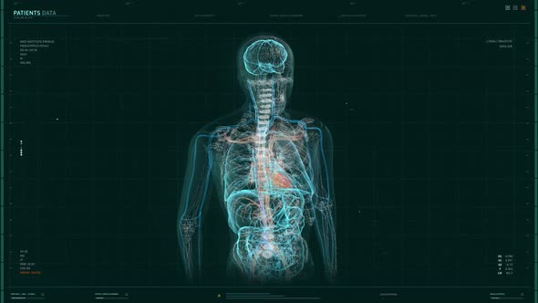 Creating Skeleton With Vital Organs In Interface For Human Biology Research alt