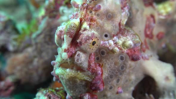 Warty red and grey Frogfish (Antennarius maculatus) super close up on coral reef