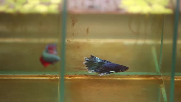 Siamese fighting fish swimming aggressively in their tiny little tanks.