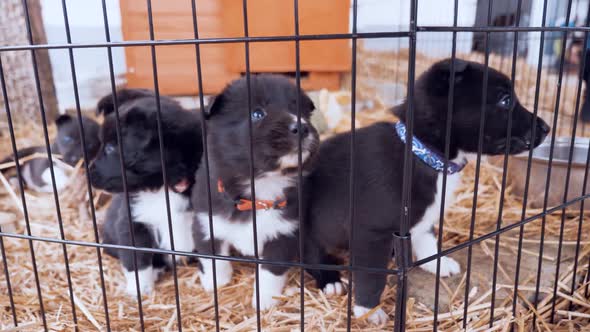 border collie puppies in the kennel getting fed