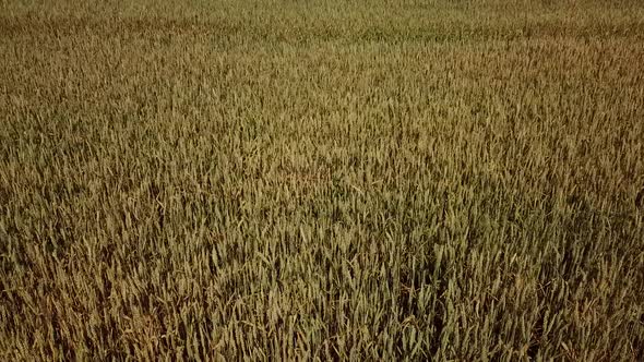 Wheat Field and Sunny Day, Beautiful Nature Landscape. Rural Scenery Under Shining Sunlight