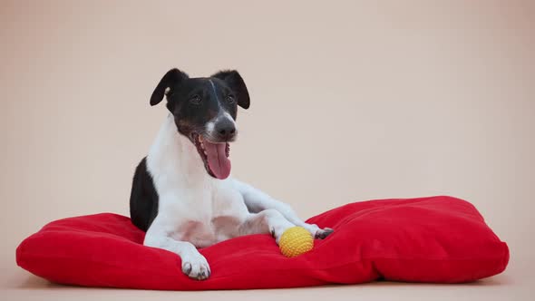 The Smooth Fox Terrier Lies on a Red Pillow with Its Tongue Sticking Out Next to a Toy Rubber Ball