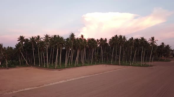 Aerial view coconut plantation 