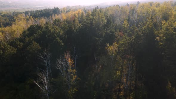 Aerial View of the Drone Flying Over the Woods in the Early Morning Sunlight