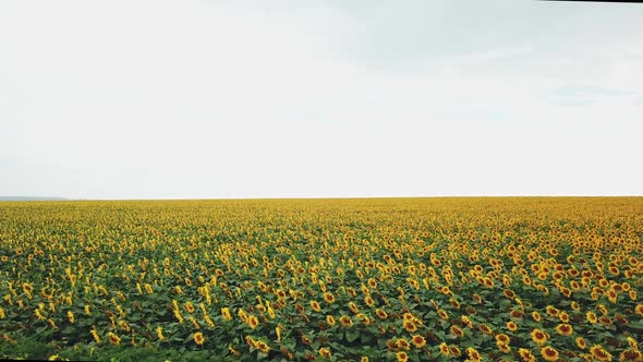 Aerial view of green plants with yellow tops growing on the big rural field.