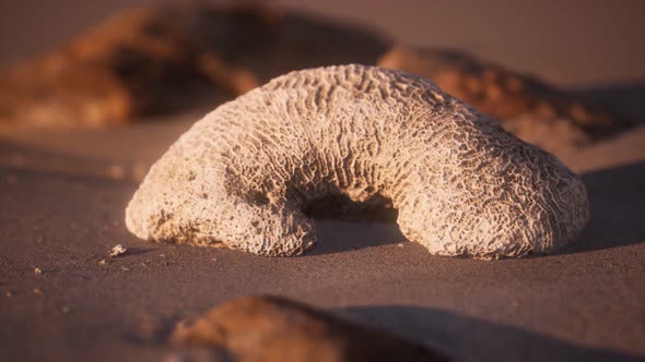 Old Coral on the Sand Beach