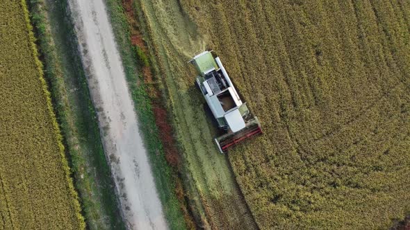 Rice's Harvest Aerial View