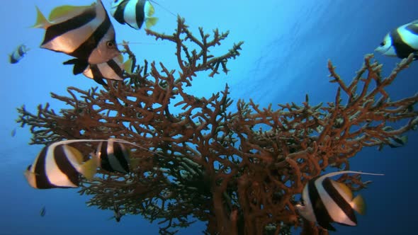 Schooling Underwater Fish Scene