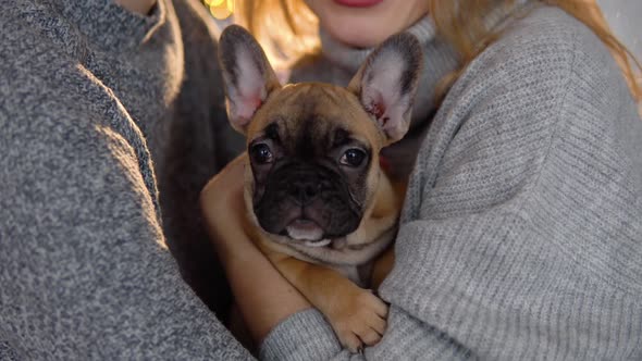 Funny French Bulldog Sitting in Womans Hands