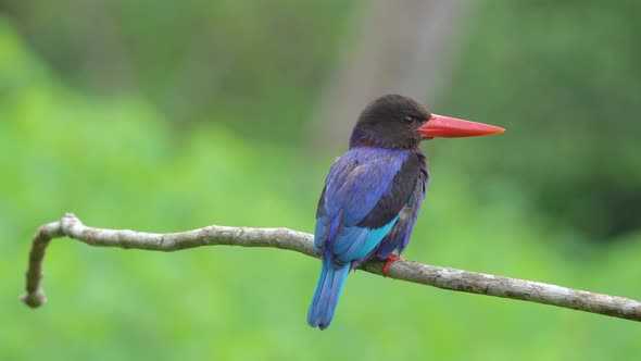 a cute javan kingfisher is perched on a branch while nodding his head