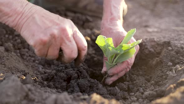 Close Up Hands Planting Green Plant in Black Soil