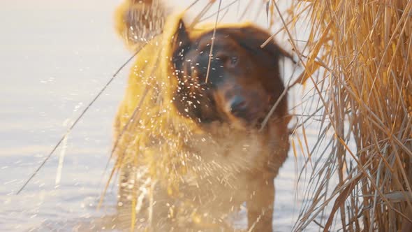 Wet Golden Retriever dog in lake. Slow motion shaking himself off water, droplets flying.