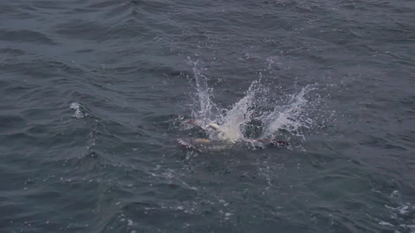Three Northern gannets dive into the sea after scraps of fish being tossed overboard from a boat off