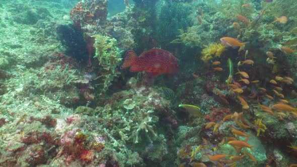 Coral Reef and Tropical Fish. Bali,Indonesia.