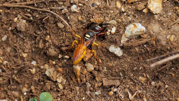 Jacket Yellow Wasp Digs a Hole in the Road Throwing Sand Aside