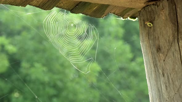 Cobweb Glowing in Rays of Morning Sun Flutters in Wind on Background of Steam