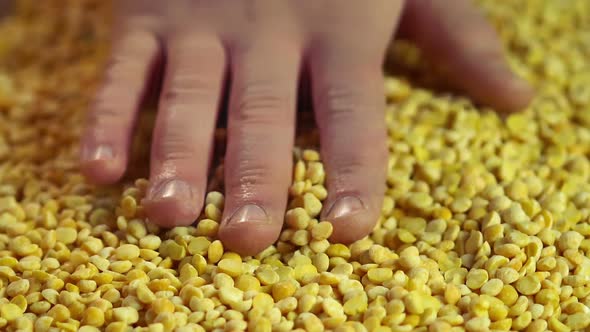 Hand of Male Farmer Touching Processed Peas, Checking Harvest Quality, Slow-Mo