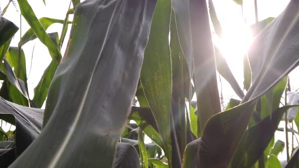 Walking through corn maze at sunset. Farmland with corn at sunset