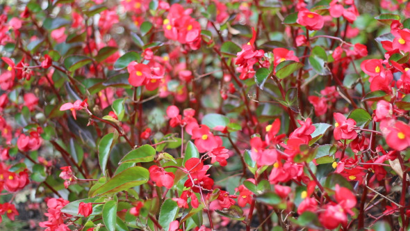 Begonia Field