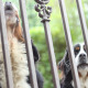Dogs Barking Behind Fence - VideoHive Item for Sale