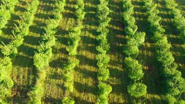 African bamboo farm filmed on a drone.