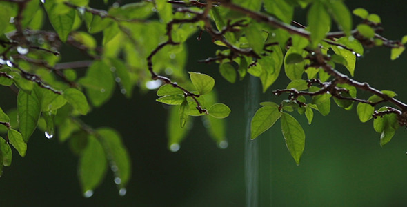 Rain on Leaves - Focus Changing 5