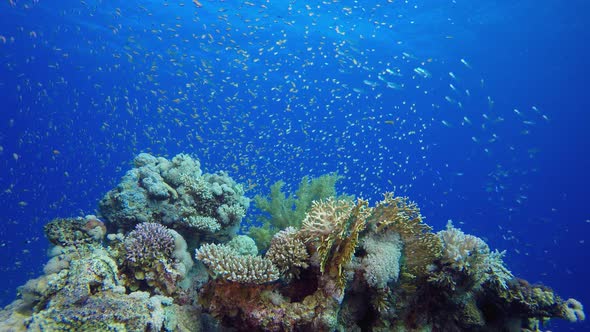 Tropical Coral Garden Underwater Life