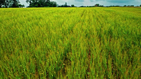 Green fields of wheat in Poland, aerial view