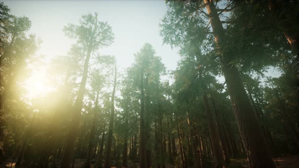 Redwood Forest Foggy Sunset Scenery