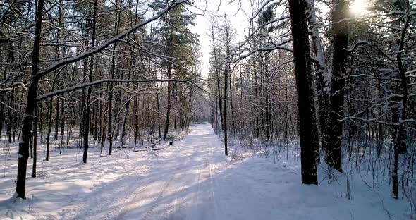 The Road in Winter Forest
