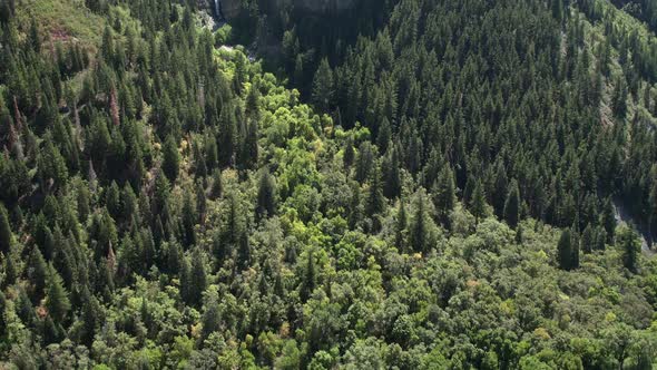 Panning from forest to mountain top