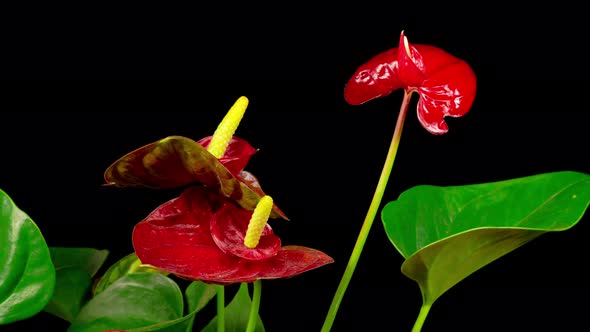 Time Lapse of Opening Red Anthurium Flower