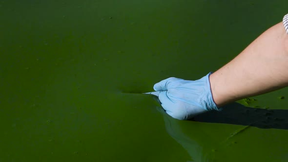 closeup hand in protective glove scoops river water infected with green algae