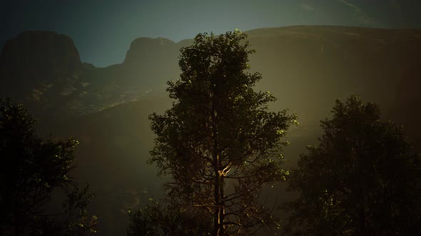 Pine Trees and Huangshan Mountains in China