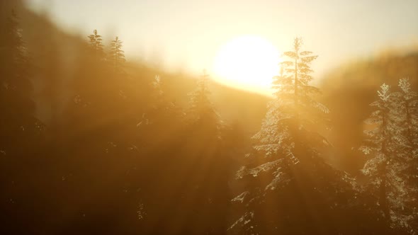Pine Forest on Sunrise with Warm Sunbeams alt