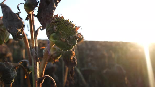 Landscape of Dried Sunflowers at Sunset